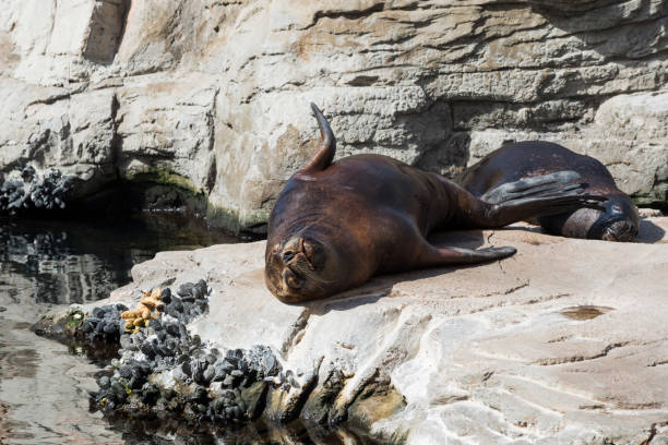 Monk seal enjoying his time on the rock