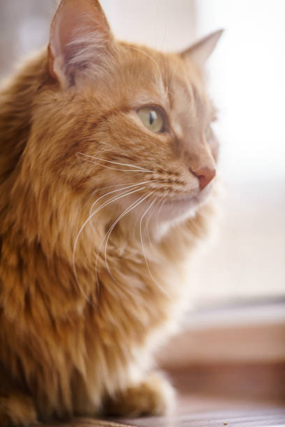 istock Brown Cat, Red Male Cat, Ginger Cat 934593580