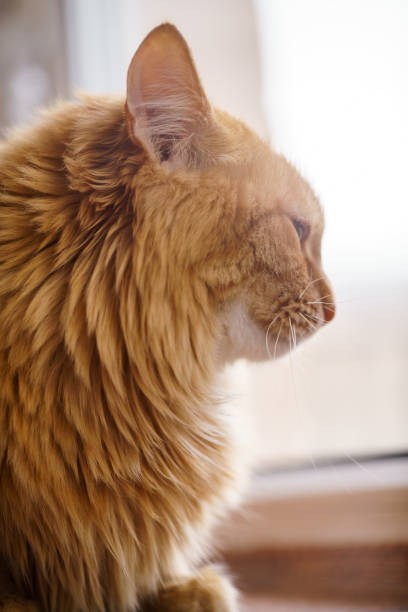 istock Brown Cat, Red Male Cat, Ginger Cat 934593624