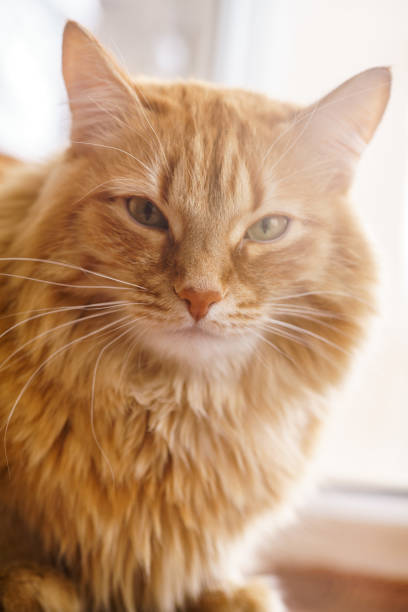 istock Brown Cat, Red Male Cat, Ginger Cat 934593666