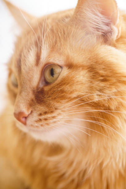 istock Brown Cat, Red Male Cat, Ginger Cat 934593680