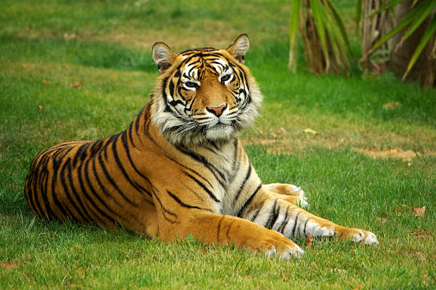 serenetiger - tiger zoo animal awe 뉴스 사진 이미지