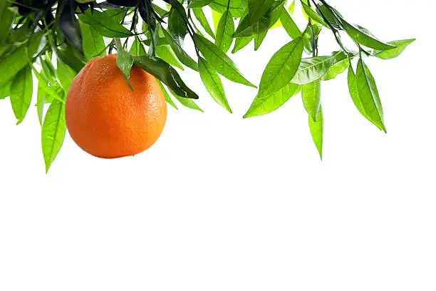 Orange-tree branch with one orange isolated in white.