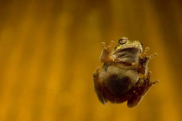 Photo of Tree frog on window