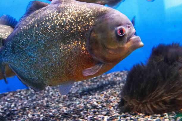 istock Piranha of the Amazon River 934600780