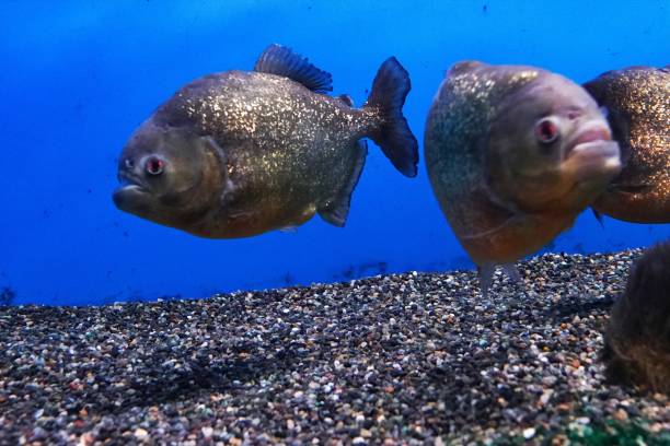 istock Piranha of the Amazon River 934600806