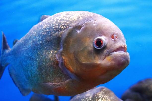 piraña del amazonas - piraña fotografías e imágenes de stock