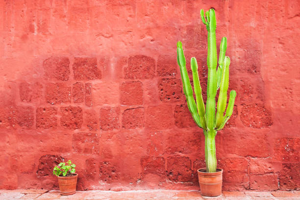 Green cactus against the red wall