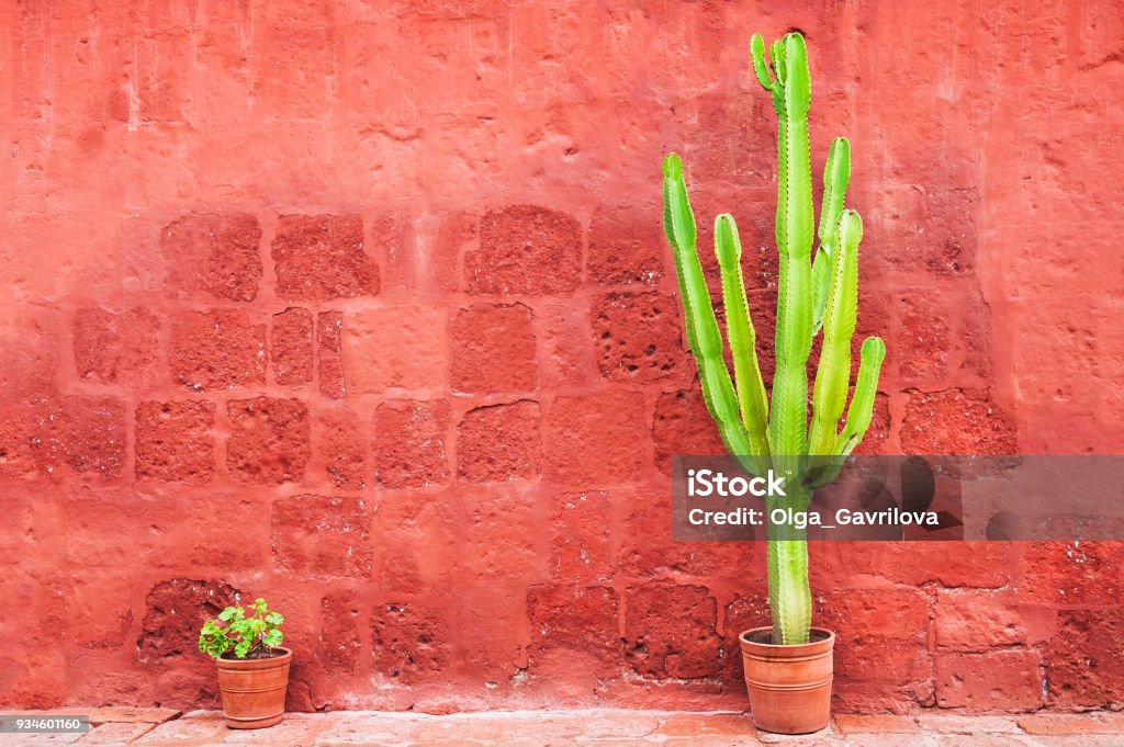 Green cactus against the red wall Green cactus against the red stone wall Large Stock Photo