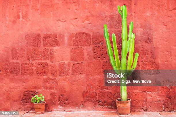 Green Cactus Against The Red Wall Stock Photo - Download Image Now - Large, Small, Cactus
