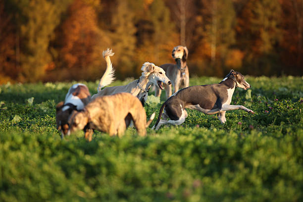 Playing Greyhounds stock photo