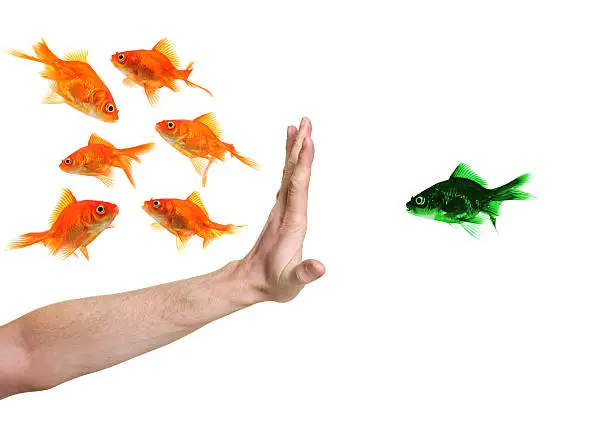 Photo of hand discriminating green goldfish