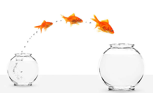 istock three goldfishes jumping from small to bigger bowl 93460500
