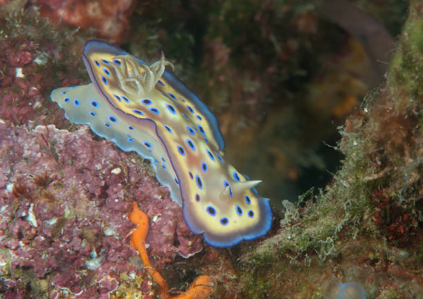 istock Kuni's chromodoris ( Goniobranchus kuniei - syn. Chromodoris-)  crawling on coral reef of Bali 934608030