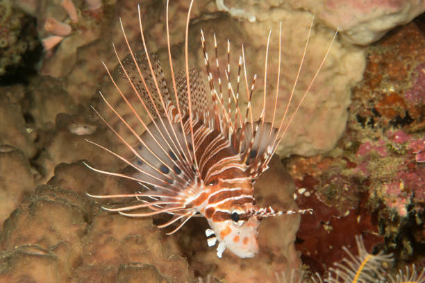 Spotfin lionfish, pterois antennata resting on corals of Bali Spotfin lionfish, pterois antennata resting on corals of Bali, Indonesia pterois antennata lionfish stock pictures, royalty-free photos & images
