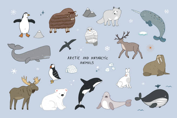 illustrations, cliparts, dessins animés et icônes de jeu de doodle polaires arctiques et antarctiques dessin animé animaux illustrations - fulmar