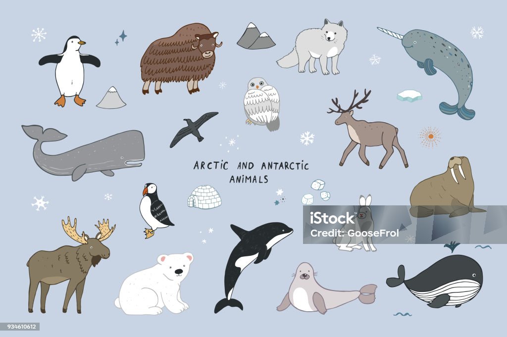 Arctic and antarctic polar doodle cartoon animals illustrations set Arctic and antarctic polar doodle cartoon animals illustrations hand drawn set Animal stock vector