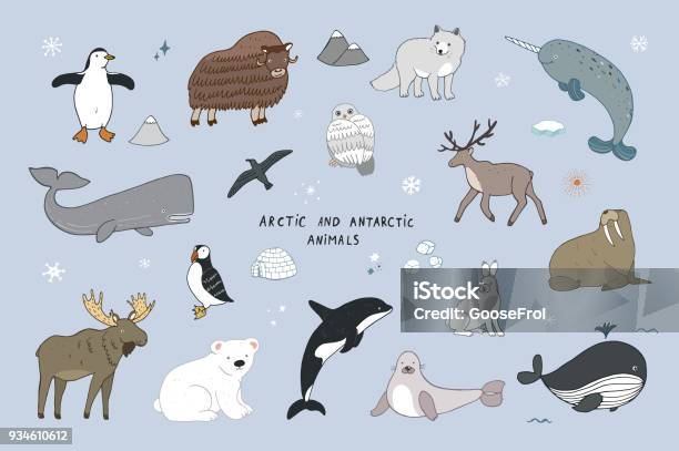 Arctic And Antarctic Polar Doodle Cartoon Animals Illustrations Set Stock Illustration - Download Image Now