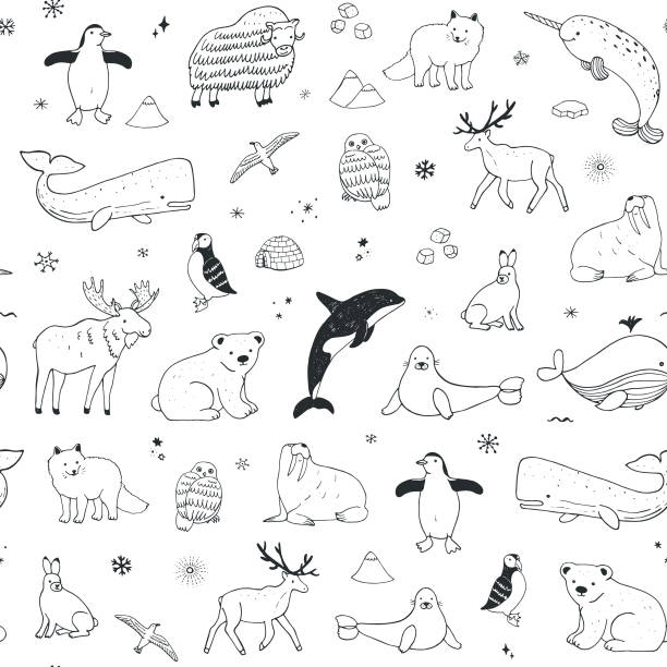 arktis und antarktis polar doodle cartoon tiere nahtlose muster - narwal stock-grafiken, -clipart, -cartoons und -symbole