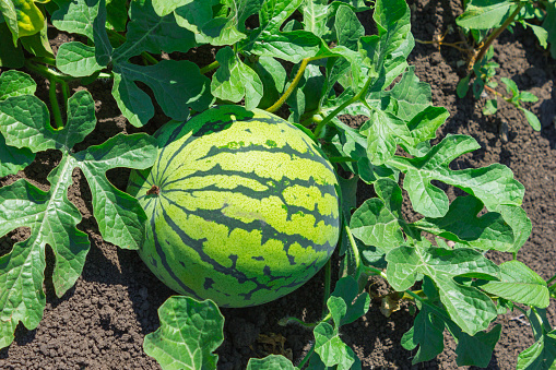 Watermelons on the green melon field in the summer