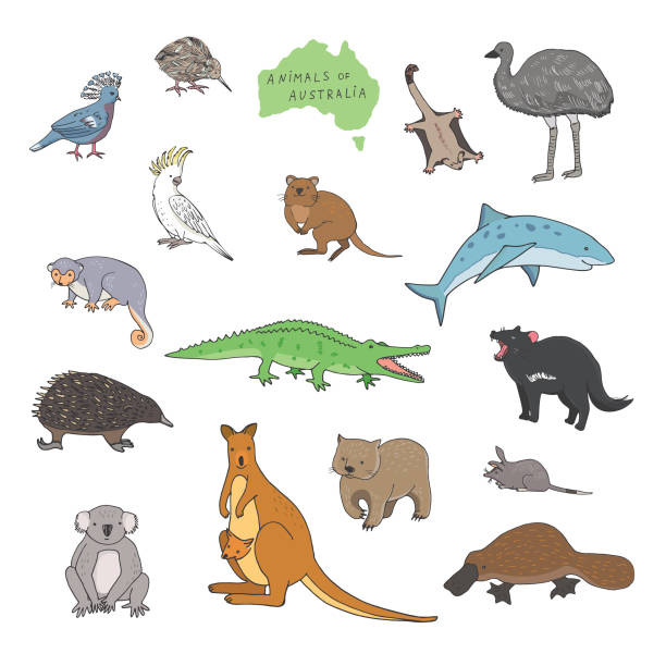 Australian animals set. Cartoon animals zoo illustrations. Australian animals set. Cartoon animals zoo vector illustrations. echidna isolated stock illustrations