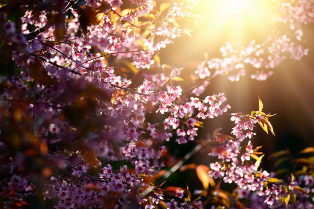istock Beautiful bloom pink cherry blossom sakura flowers on morning sunlight background,  Spring flower field background. 934610930