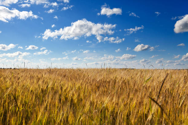 istock The field with wheat ears under the blue sky with clouds 934613620