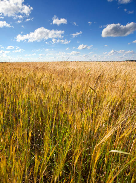 istock The field with wheat ears under the blue sky with clouds 934613642