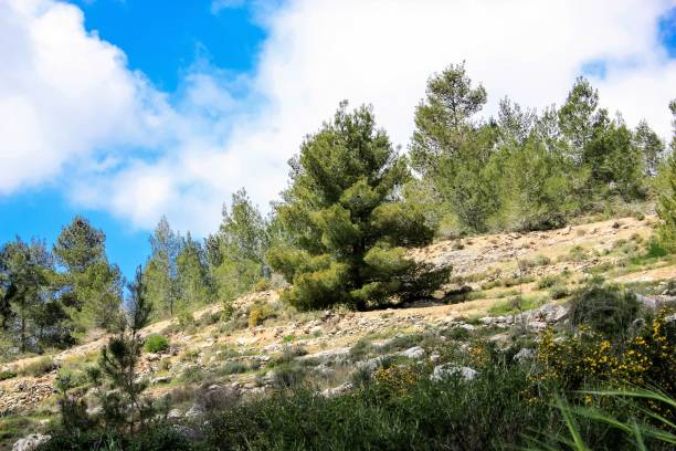 istock colors of Israel 934614282