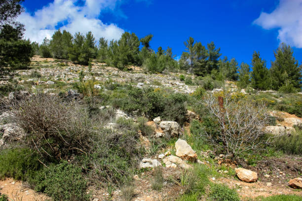 istock colors of Israel 934614302