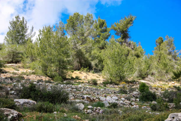 istock colors of Israel 934614350