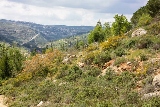 istock colors of Israel 934615996