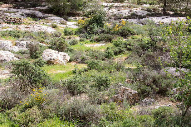 istock colors of Israel 934616502