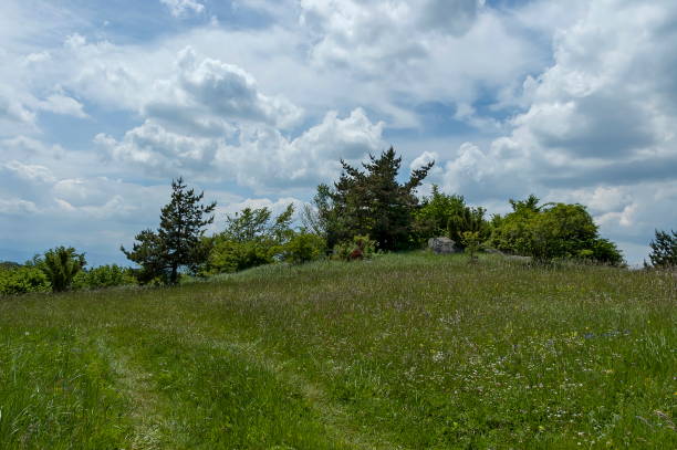 istock Majestic spring forest, fresh glade with different grass blossom  wildflower and road, Plana mountain 934616688