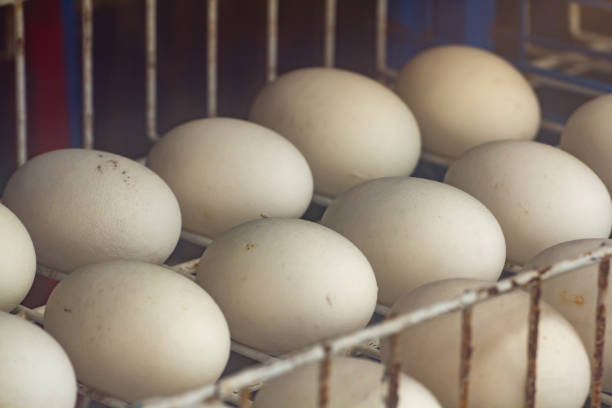 istock crocodile eggs on white steel shelf  in incubator 934630828