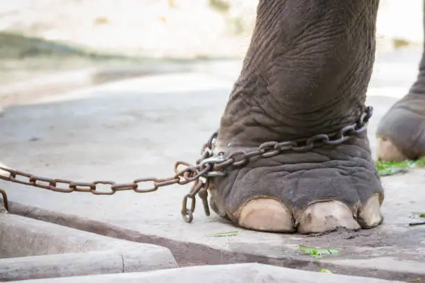 heavy chain on elephant leg; concept :  Lack of freedom