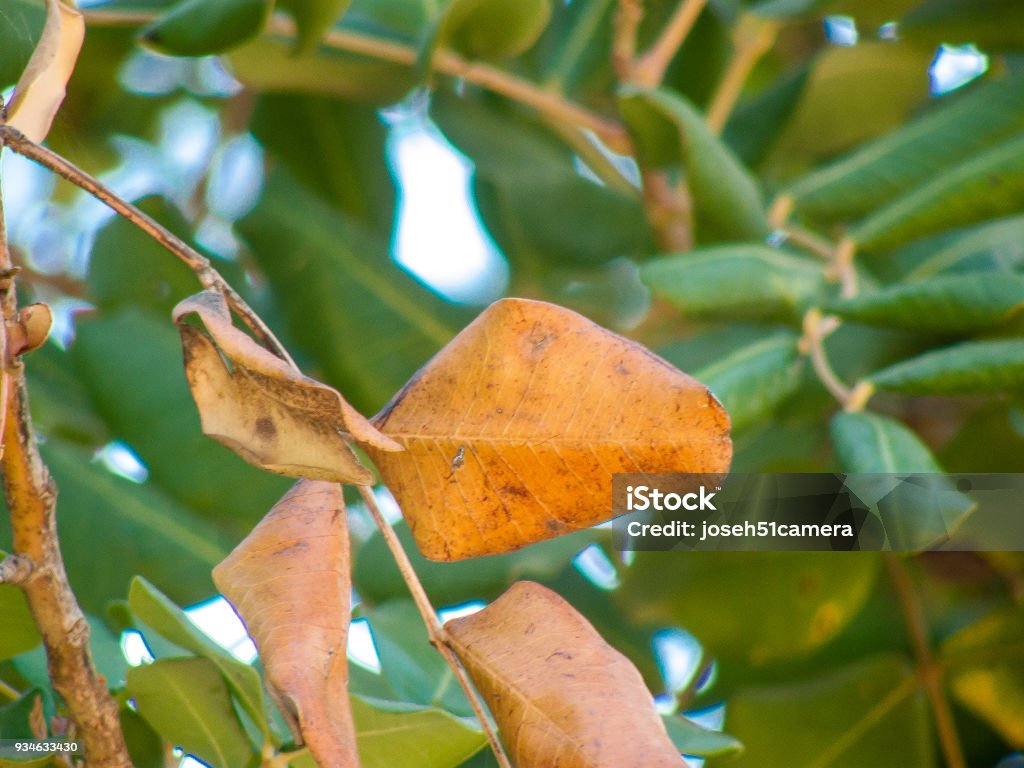 colors of Israel Nature and landscape around Jerusalem in Israel Agricultural Field Stock Photo