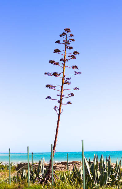 sycylia: agawa roślina w pobliżu morza śródziemnego, błękitne niebo - agave italy aloe sea zdjęcia i obrazy z banku zdjęć
