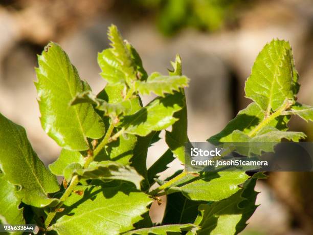 Colors Of Israel Stock Photo - Download Image Now - Agricultural Field, Ancient, Backgrounds