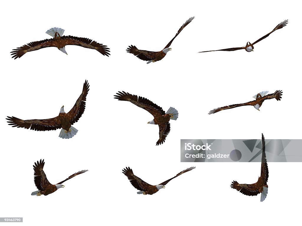 eagle - Foto stock royalty-free di Formazione in volo