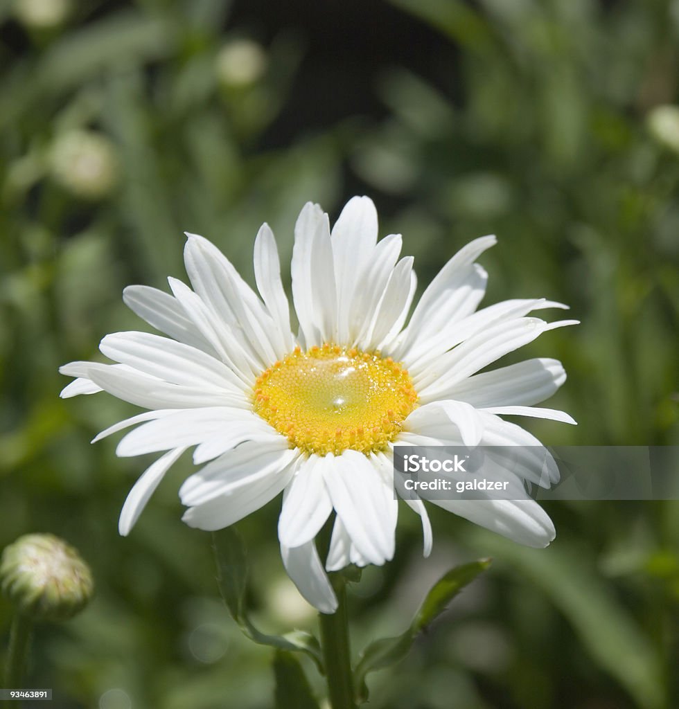 Kamille mit Tau 3 - Lizenzfrei Baumblüte Stock-Foto