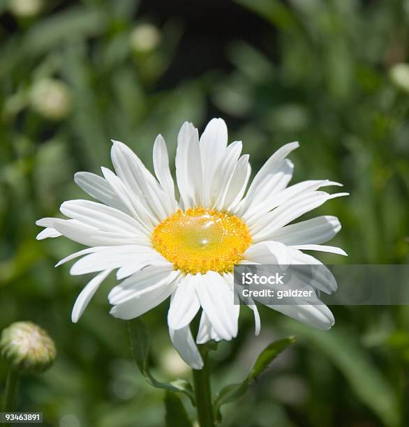 Photo libre de droit de Camomille Avec Rosée 3 banque d'images et plus d'images libres de droit de Amour - Amour, Arbre en fleurs, Beauté de la nature