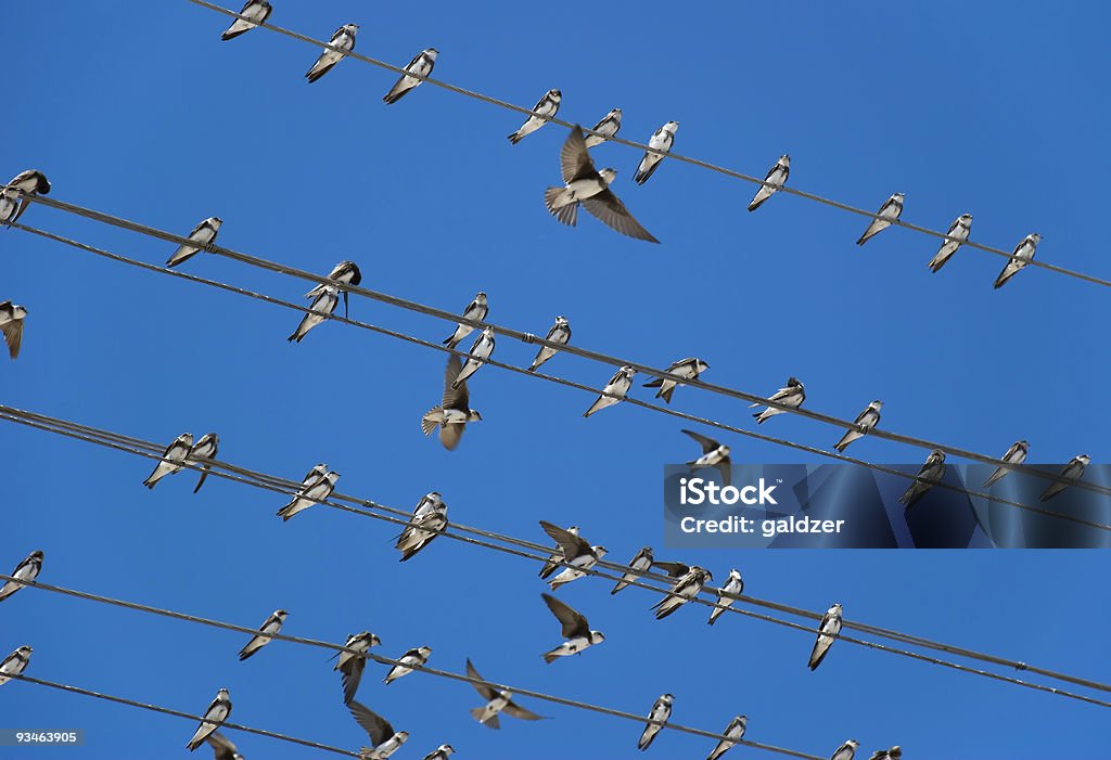 Uccelli (martlet) seduta su fili elettrici - Foto stock royalty-free di Affissione