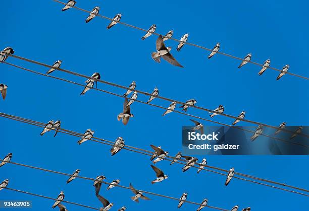 Uccelli Seduta Su Fili Elettrici - Fotografie stock e altre immagini di Affissione - Affissione, Ala di animale, Animale