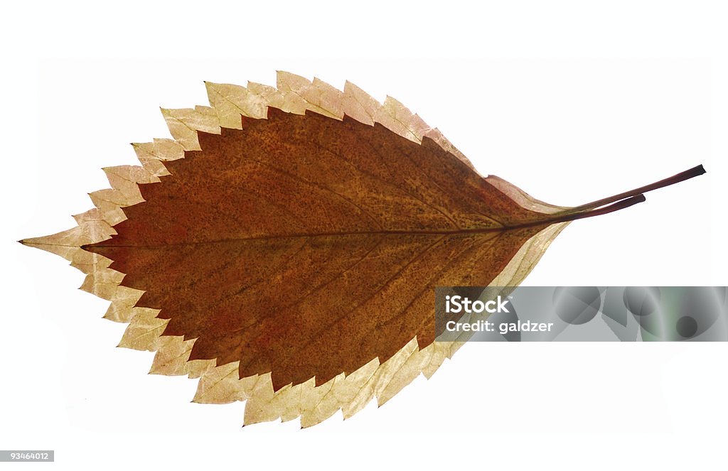 Composition de feuilles d'automne - Photo de Arbre libre de droits