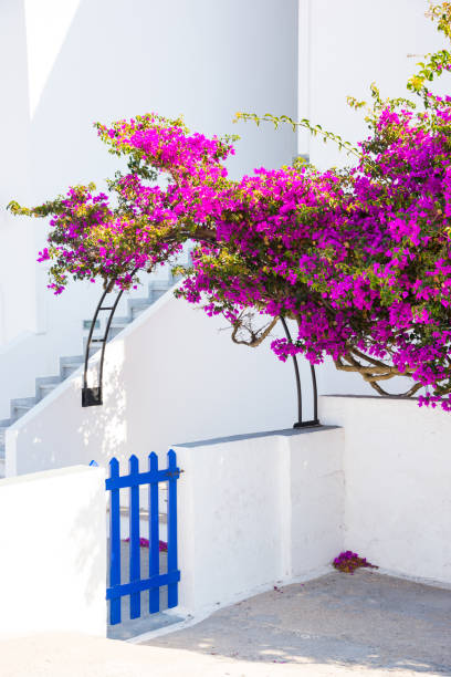 istock Flowers on Santorini island, Greece 934640390