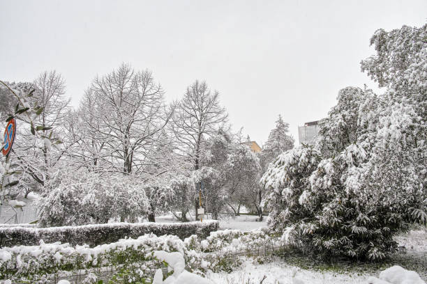 istock snow on top a tree near my house 934642624