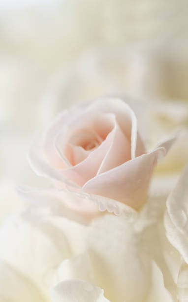 istock Flowers art closeup pink rose. 934643538