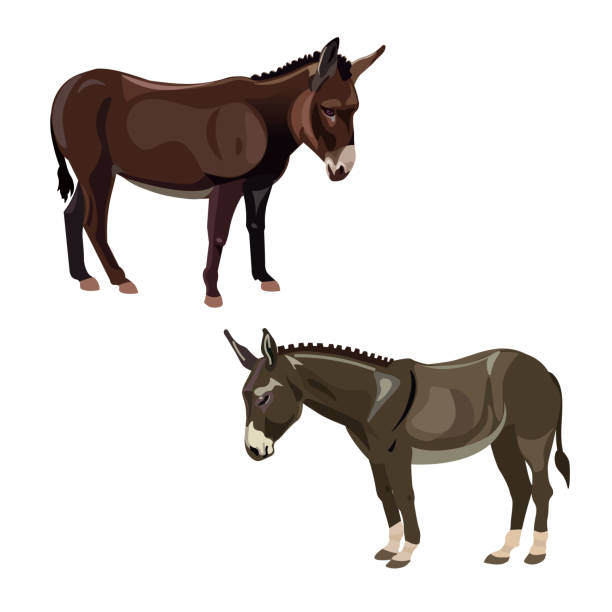 ilustraciones, imágenes clip art, dibujos animados e iconos de stock de ð  ðµñ  ð ° ñ  ñ  - draft horse