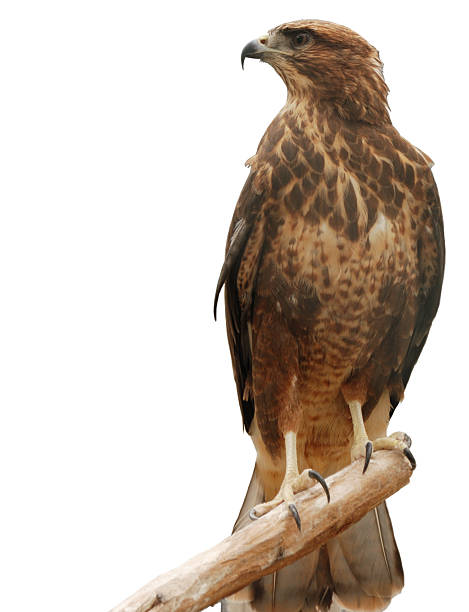 A majestic falcon digging its talons into wood stock photo